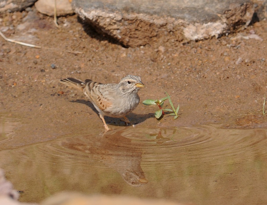 Striolated Bunting